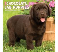 Chocolate Lab Puppies 2027 Wall