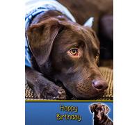 Chocolate Labrador Birthday Card