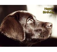 Chocolate Labrador Birthday Card