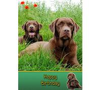 Chocolate Labrador Birthday Card