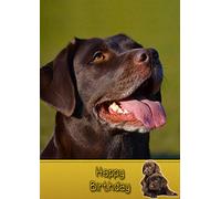Chocolate Labrador Birthday Card