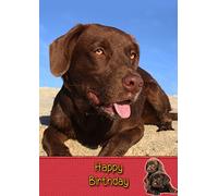 Chocolate Labrador Birthday Card