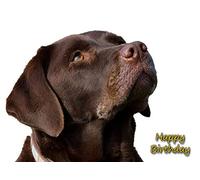 Chocolate Labrador Birthday Card