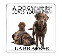 CHOCOLATE LABRADOR COASTER mug mat drinks drip mat table protector. Matching CHOCOLATE LABRADOR gifts available. 10cm x 10cm acrylic.
