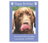 Chocolate Labrador, Dog Birthday Card
