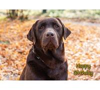 Chocolate Labrador Dog Birthday Greeting Card