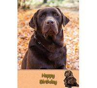 Chocolate Labrador Dog Birthday Greeting Card