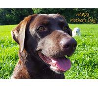Chocolate Labrador Mothers Day Card