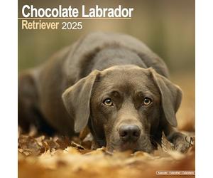 Chocolate Labrador Retriever 2025 Square Wall Calendar | Dog Breed Calendar