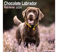 Chocolate Labrador Retriever 2026 Calendar | Square Wall Calendar | Dog Breed Gift | Plastic Free Packaging | by Avonside Publishing