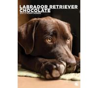 Chocolate Labrador Retriever Calendar 2025