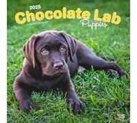 Chocolate Labrador Retriever Puppies | 2025 12 x 24 Inch Monthly Square Wall Calendar | Plastic-Free | BrownTrout | Animals Dog Breeds Puppy