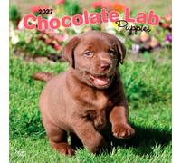 Chocolate Labrador Retriever Puppies - Braune Labrador Retriever Welpen 2027 - 16-Monatskalender: Original BrownTrout-Kalender [Mehrsprachig] ... | BrownTrout | Animals Dog Breeds Puppy)