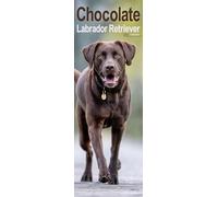 Chocolate Labrador Retriever Slim 2027 Calendar | Slimline Wall Calendar | Dog Breed Gift | Plastic Free Packaging | by Avonside Publishing