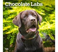 Chocolate Labrador Retrievers | 2026 12 x 24 Inch (Hanging) Monthly Square Wall Calendar | Plastic-Free | BrownTrout | Animals Dog Breeds