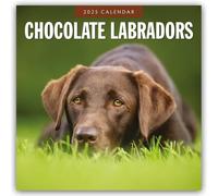 Chocolate Labradors 2025 Square Wall Calendar