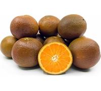 CHOCOLATE ORANGE Tree 2 Year Old Tree in Plastic Pot 140 cm Height + Fertilizer