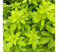 Choisya Ternata Sundance - Brica/Lich Evergreen Shrub 9cm-5L, 1L