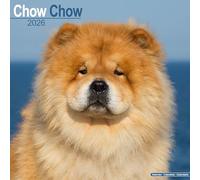 Chow Chow 2026 Calendar | Square Wall Calendar | Dog Breed Gift | Plastic Free Packaging | by Avonside Publishing