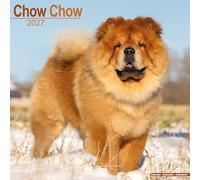 Chow Chow 2027 Calendar | Square Wall Calendar | Dog Breed Gift | Plastic Free Packaging | by Avonside Publishing