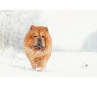 Chow Chow in the Snow Greeting Card 125mm x 178mm Including Envelope GC1107