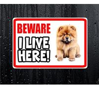 Chow Chow Sticker Beware I Live HERE House Home Window Door Porch Printed Decal