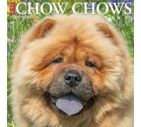 Chow Chows 2026 12 X 12 Wall Calendar