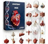 Christmas 2025, Advent 2D Pendant 24 Days - Calendar with Human Anatomy Ornaments | for Home Office School Classroom Science Fans Nurses Teachers