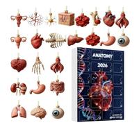 christmas calendar anatomy advent 24-day countdown calendar 2d acrylic | anatomy countdown calendar , Science Advent Christmas Calendars With Skeleton Heart Brain Figurines For Doctors And Anatomy L