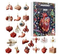 Christmas Countdown,2025 Home Decoration Acrylic 2D Anatomy - Human Body Christmas Calendar with Brain - For Birthday Party Table Wall Cabinet Living Room Bedroom