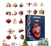Christmas Countdown Calendar, Christmas 24-Day 2d Acrylic Pendant, Miniature Organ Model Pendant, for Home Office School Classroom Labs Science Lovers Nurses Teachers Students
