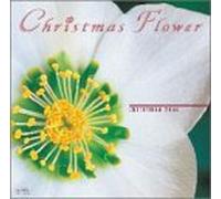 Christmas Flower: X-Mas Rose