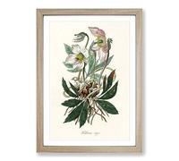 Christmas Rose Illustration Framed Print | A2 Oak Framed Wall Art | Ready to Hang | Modern Christmas Picture | Living Room Bedroom Lounge Office