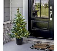 Christmas Tree World The 3Ft/90Cm Cairngorm Pine Potted Tree (Outdoor)