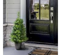 Christmas Tree World The 3Ft/90Cm Majestic Dew Pine Potted Tree (Outdoor)