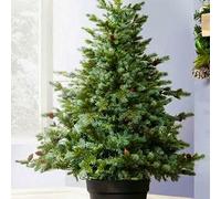 Christmas Tree World The 4Ft/120Cm Cairngorm Pine Potted Tree (Outdoor)