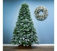 Christmas Tree World The 8Ft/240Cm Arbor Blue Pine Christmas Tree