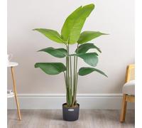 Christow Artificial Banana Tree, Faux Tropical Bird of Paradise Plant In Pot, 4ft