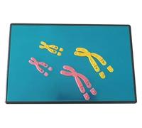 Chromosome Changes in Meiosis Model Component, Human Chromosome Anatomical Model, Detachable Biology Teaching Instrument, for Medical Learning, Teaching and Research