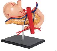 CHROX Human Stomach Anatomy Model, Digestive System 4D Stomach Model Removable for Medical Studying Educational Teaching Aids, Medical Models