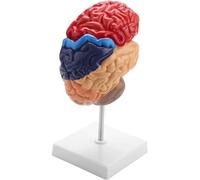 CHROX PVC Anatomical Brain Model,Human Brain Model Anatomically Precise Brain of Real Size Anatomy 1: 1 Teaching Medical Model