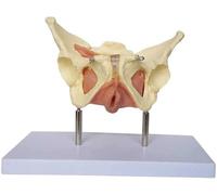 CHROX PVC Female Pelvis Model,Life Size Uterus Anatomy Model Pelvic Visceral Organ And Fascial Model,for Medical Educational Training Aid