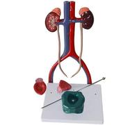 CHROX PVC Genitourinary System Model, Female Human Urinary System Model Kidney Bladder Ureter Anatomy Model for Medical Educational Training Physiology