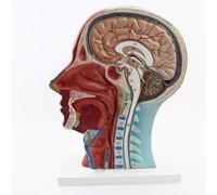 CHROX PVC Human Anatomy Model,Head Anatomy Model with Neurovascular Tissue And Digital Identification for Scientific Research Learning And Teaching