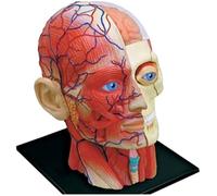 CHROX Skull 4D Human Body Organ Anatomical Model Medical Teaching Model,Skull with Muscle And Nerve Blood Vessel,for Medical Students Study
