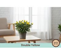 Chrys Geel Double Pot Size 12 Cm Height 25 Yellow Chrysanthemum Indoor Houseplant