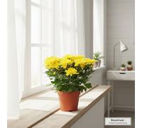 Chrys Grandezza Geel Pot Size 13 Cm Height 25 Chrysanthemum Mum Indoor Houseplant