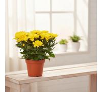 Chrys Grandezza Mixed Pot Size 13 Cm Height 25 Chrysanthemum Mum Indoor Houseplant