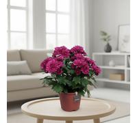 Chrys Grandezza Paars Pot Size 13 Cm Height 25 Chrysanthemum Mum Indoor Houseplant