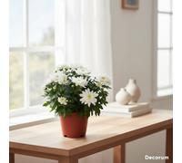 Chrys Grandezza Wit Pot Size 13 Cm Height 25 Chrysanthemum Mum Indoor Houseplant
